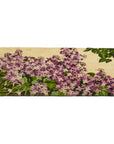 Lilac Doormat